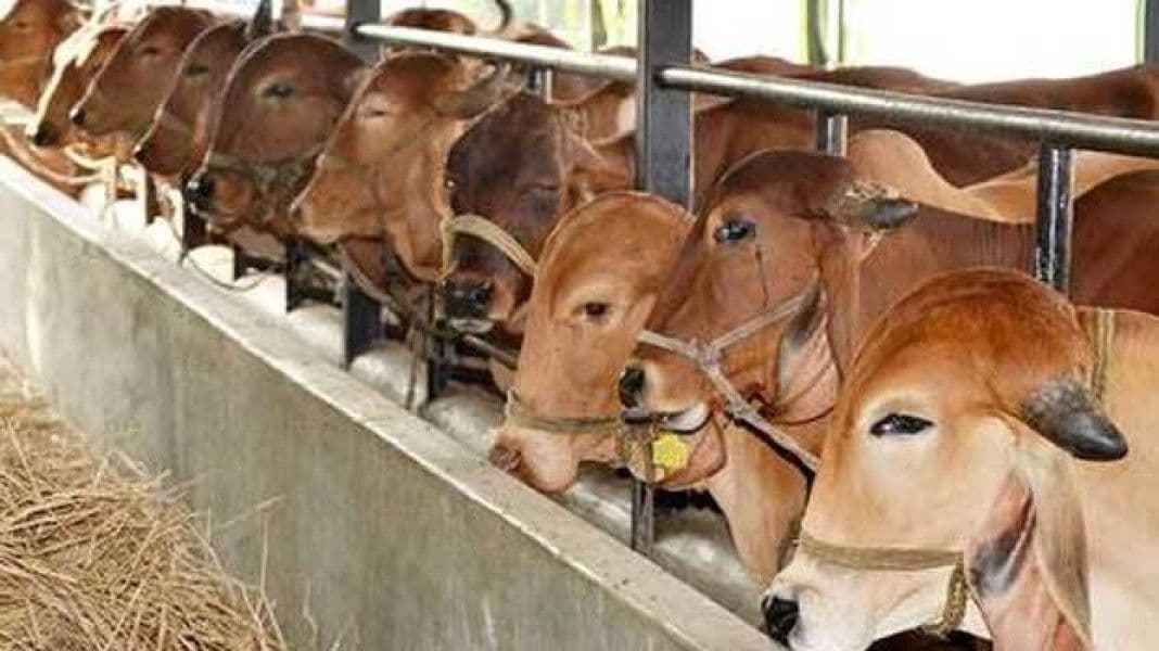 बंगाल पशु वध कानून पर हाईकोर्ट में CPI-ML ने सरकार को घेरा, ईद से पहले मवेशी बाजारों में सन्नाटा