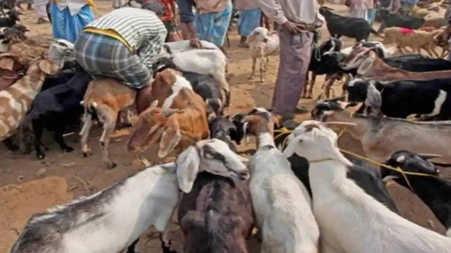 महाराष्ट्र में बकरीद पर पशु बाजार बंद करने का आदेश क्यों? महाराष्ट्र में बकरीद पर पशु बाजार बंद करने का आदेश क्यों?