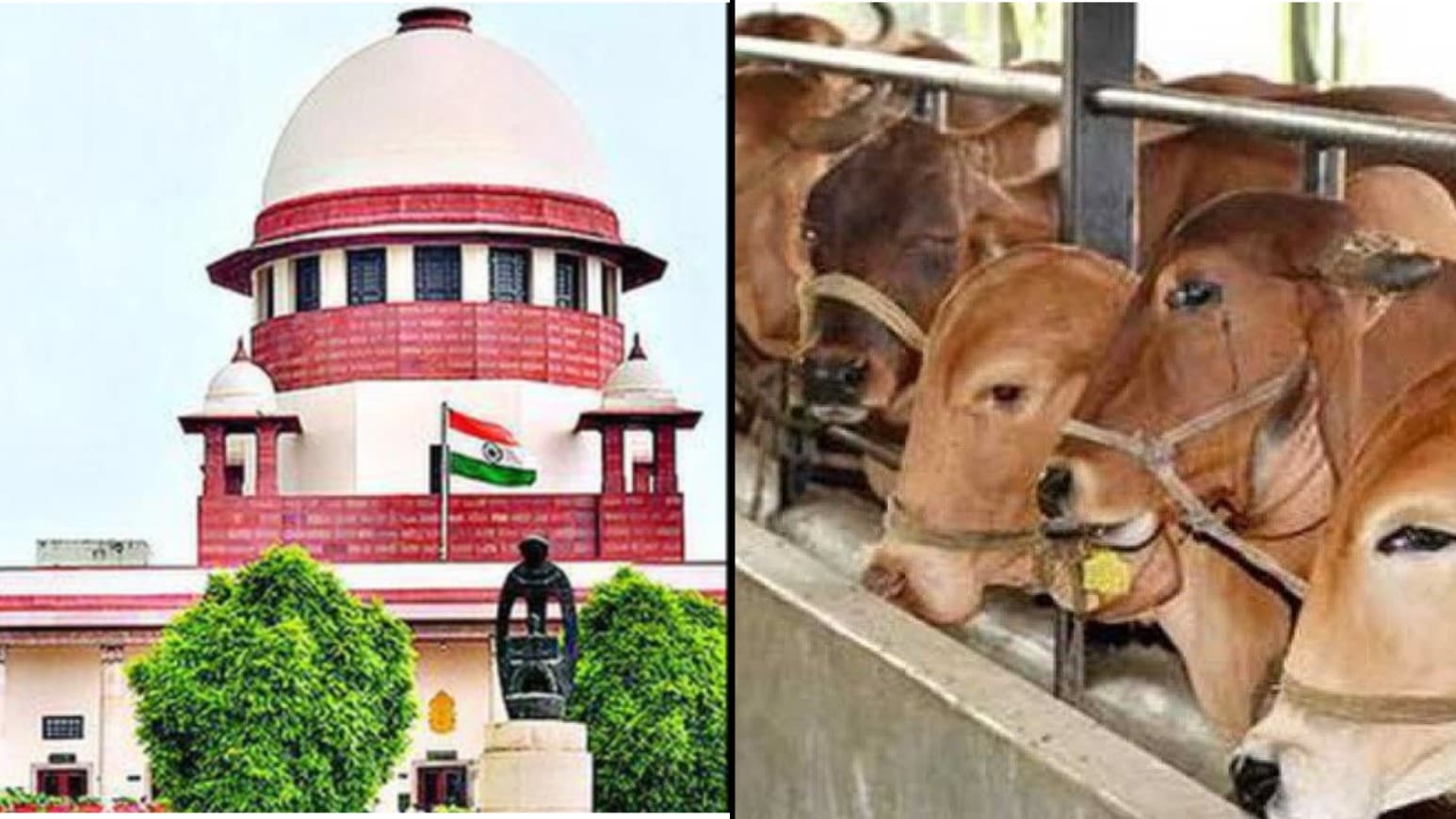 बिना दस्तावेज मवेशियों को ले जाना वध के लिए ले जाना नहीं माना जा सकता: सुप्रीम कोर्ट बिना दस्तावेज मवेशियों को ले जाना वध के लिए ले जाना नहीं माना जा सकता: सुप्रीम कोर्ट