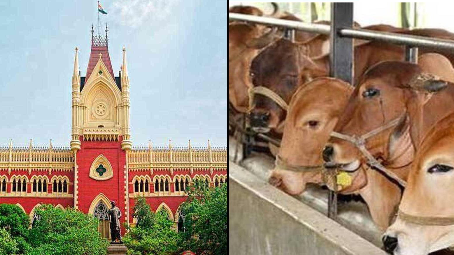 कलकत्ता हाईकोर्ट का स्लॉटर पर प्रतिबंध हटाने से इनकार- 'गाय की कुर्बानी ईद का हिस्सा नहीं' कलकत्ता हाईकोर्ट का स्लॉटर पर प्रतिबंध हटाने से इनकार- 'गाय की कुर्बानी ईद का हिस्सा नहीं'