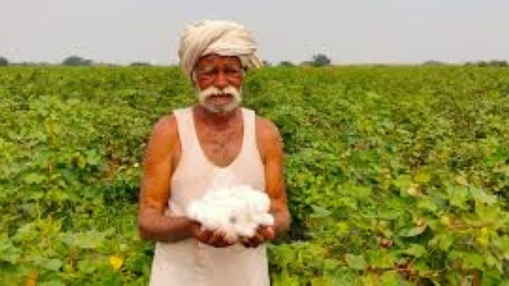 पंजाब का कपास उत्पादक किसान कपास